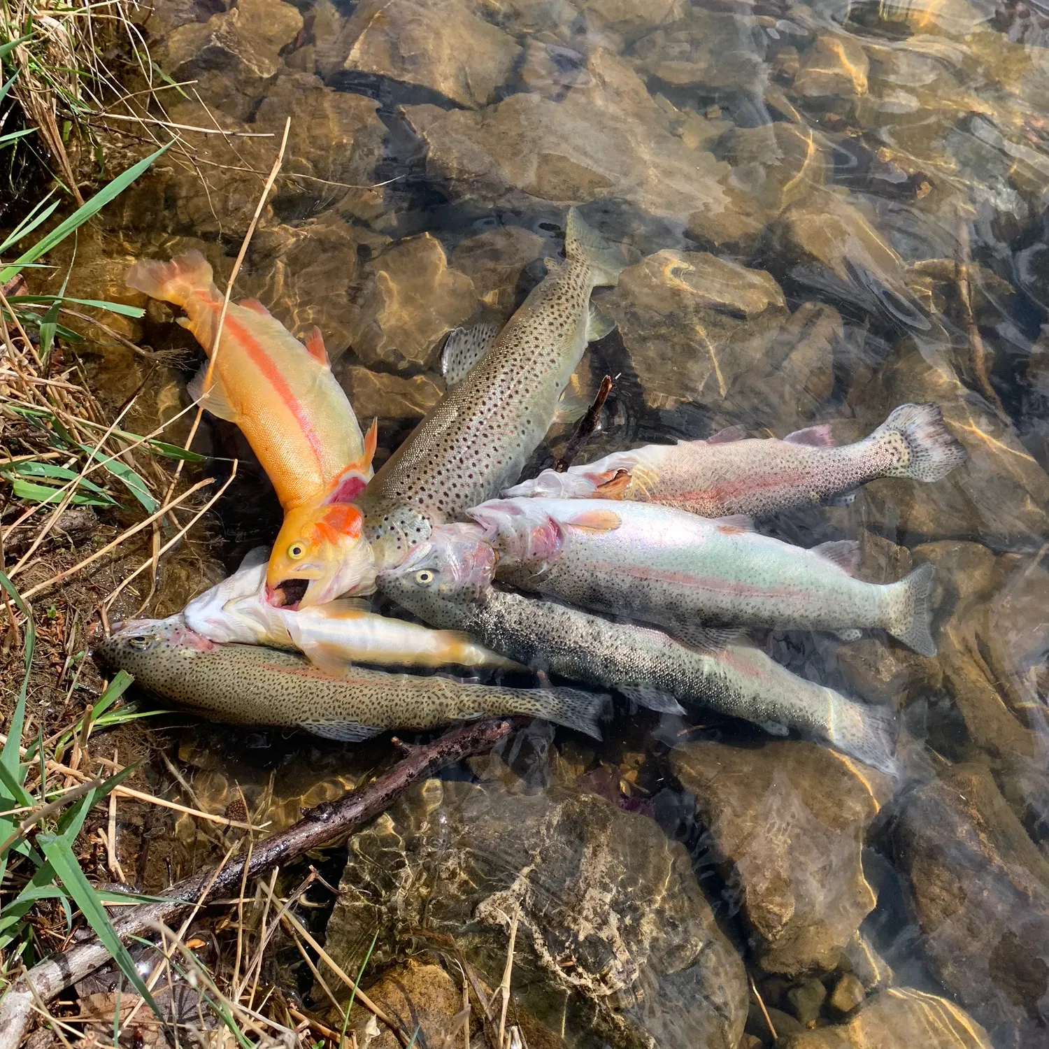 recently logged catches