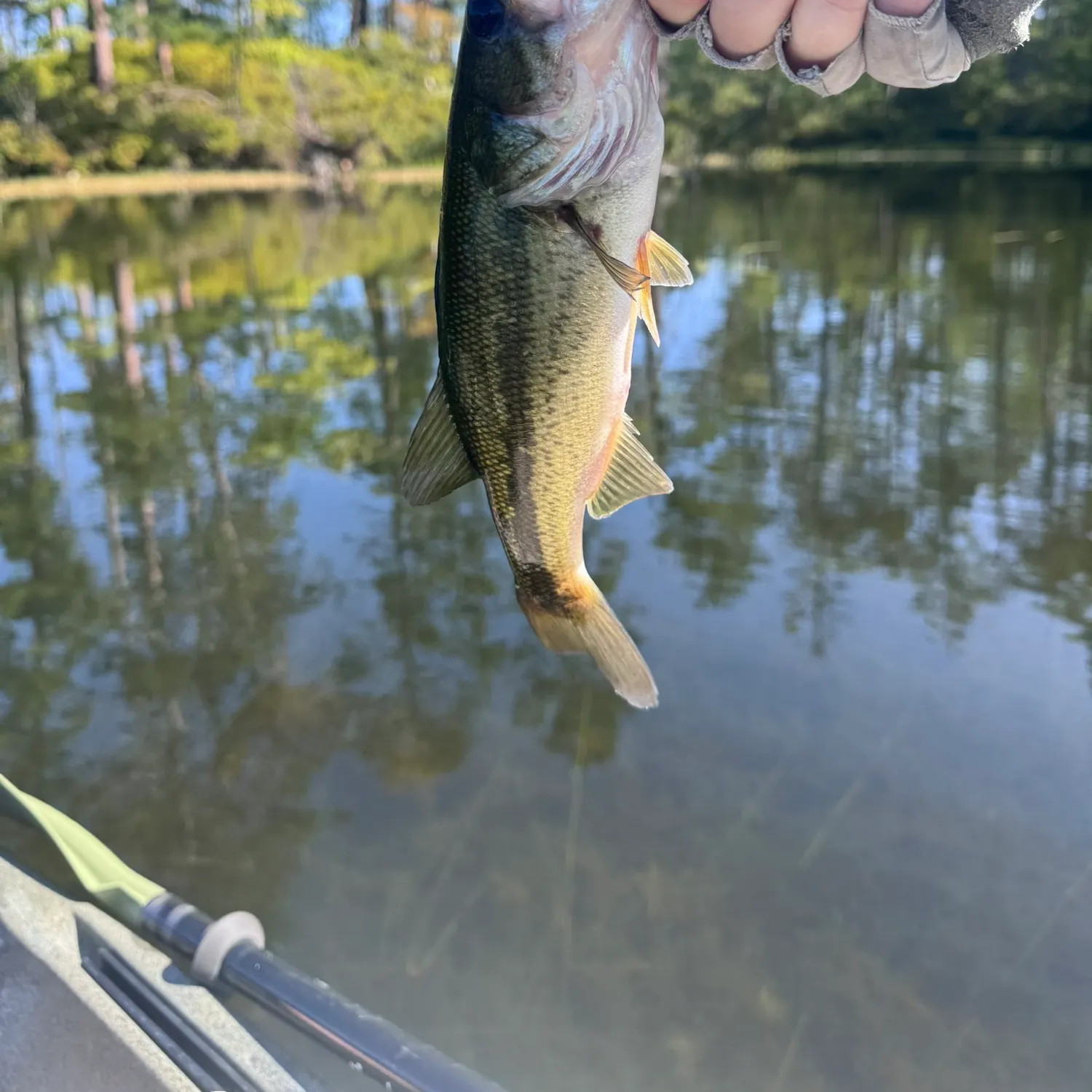 Largemouth bass caught on Fishbrain