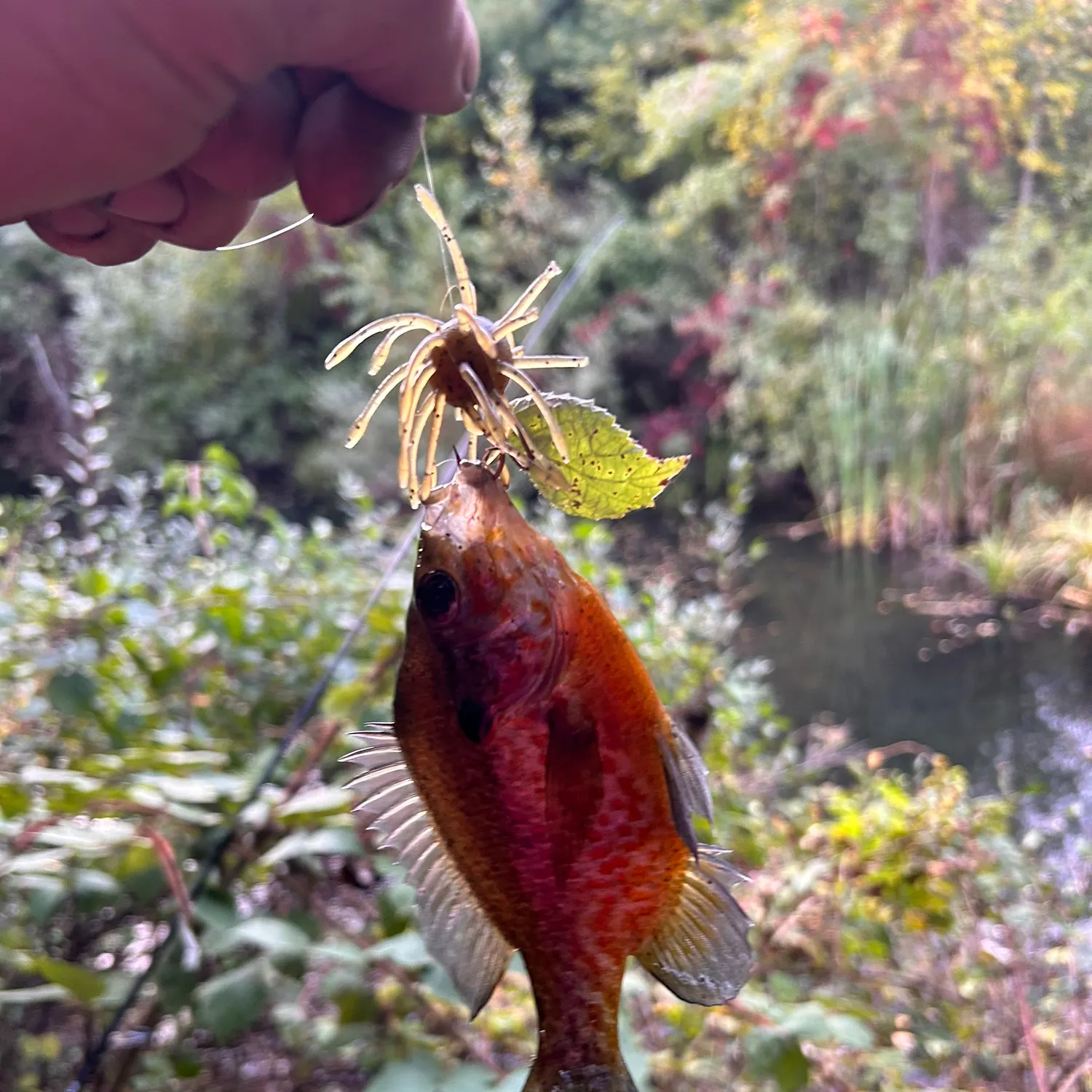 Pumpkinseed caught on Fishbrain