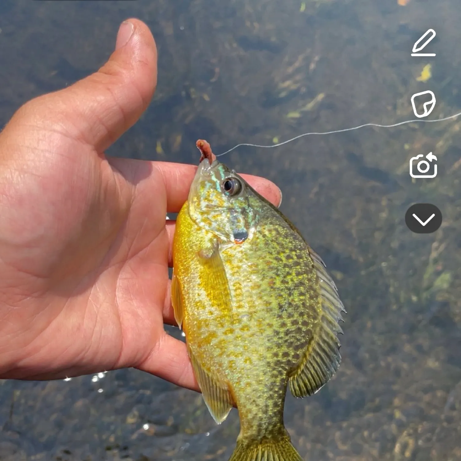 recently logged catches