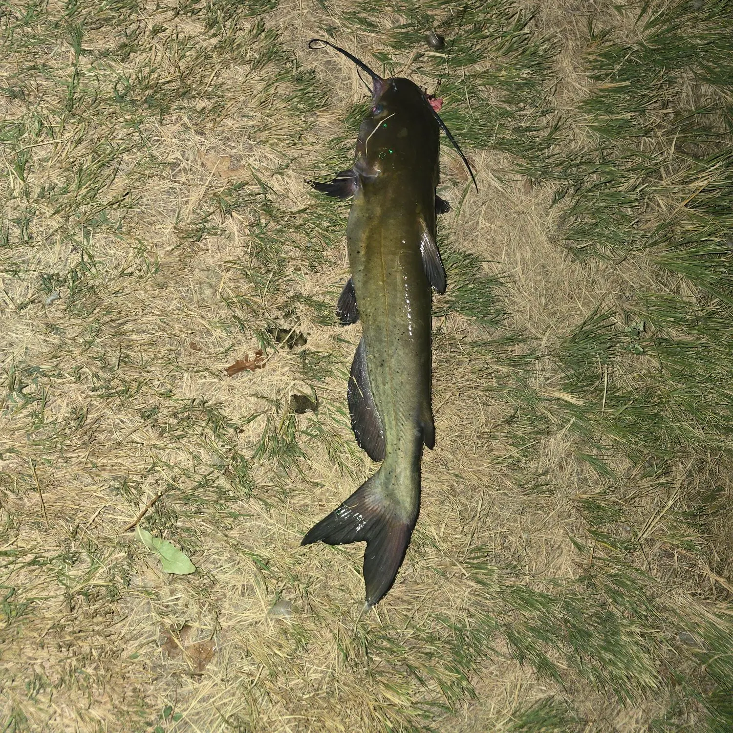 Channel catfish caught on Fishbrain