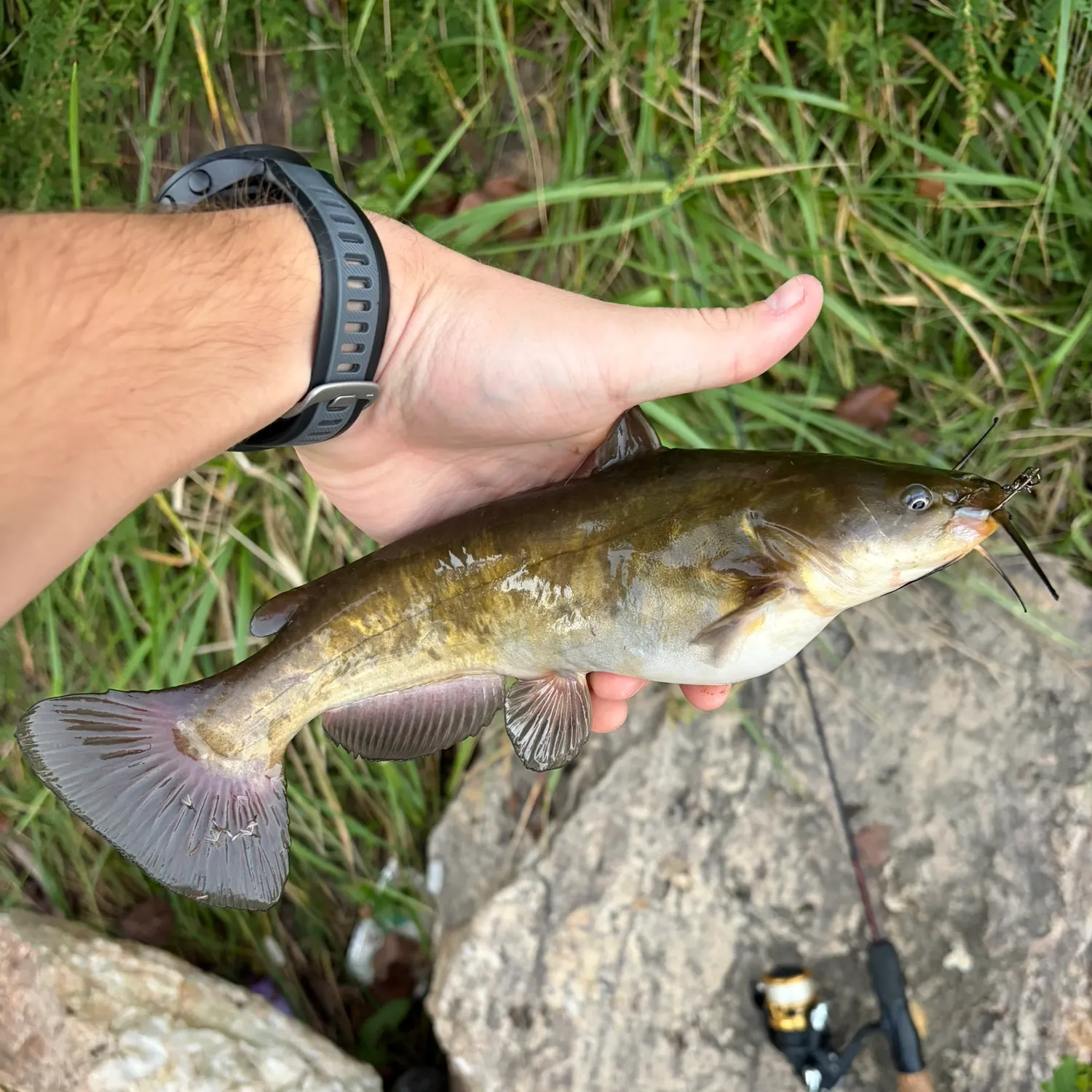 Brown bullhead caught on Fishbrain