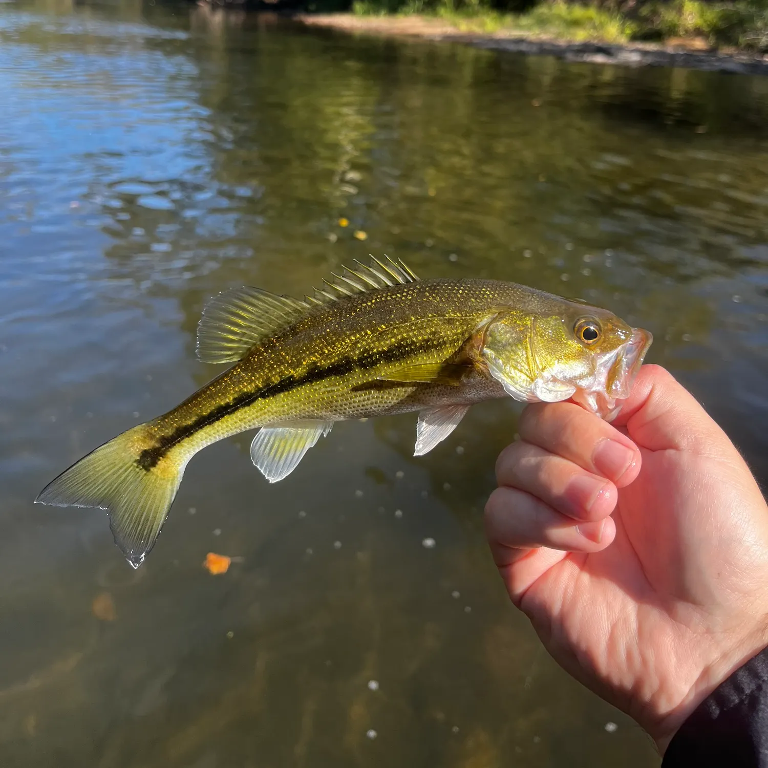 Spotted bass caught on Fishbrain