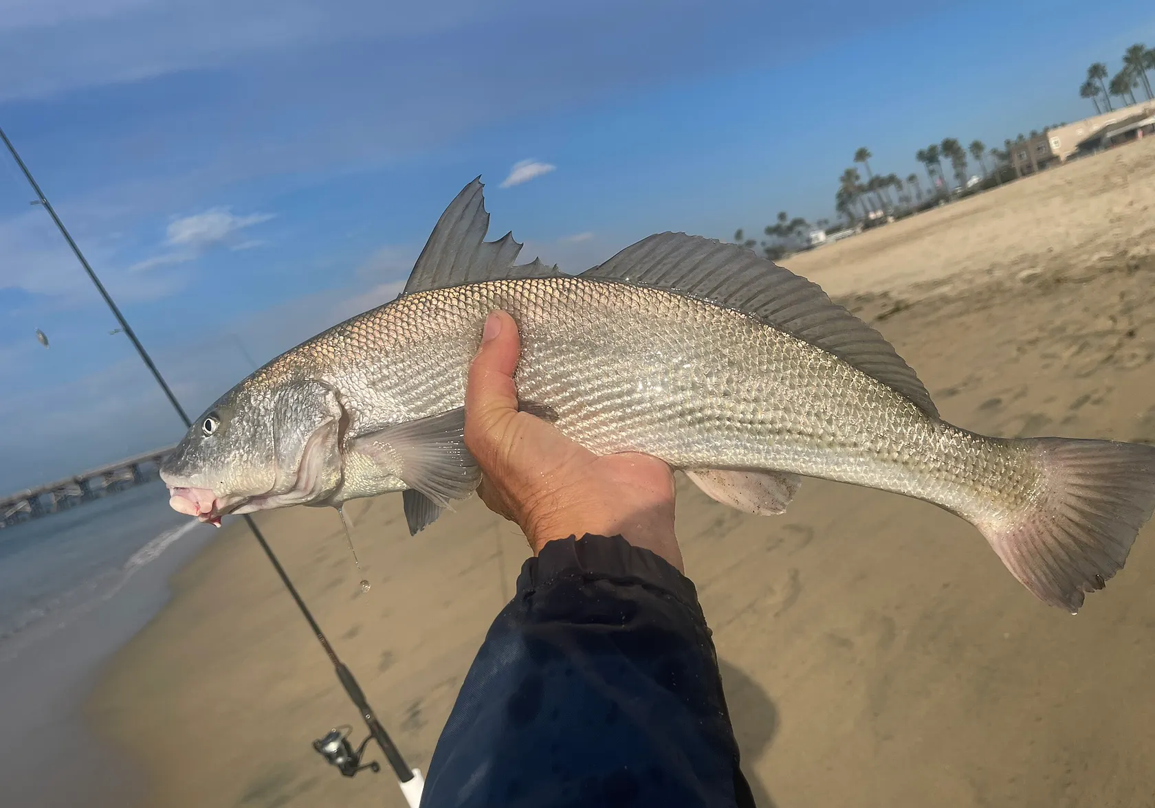 California corbina