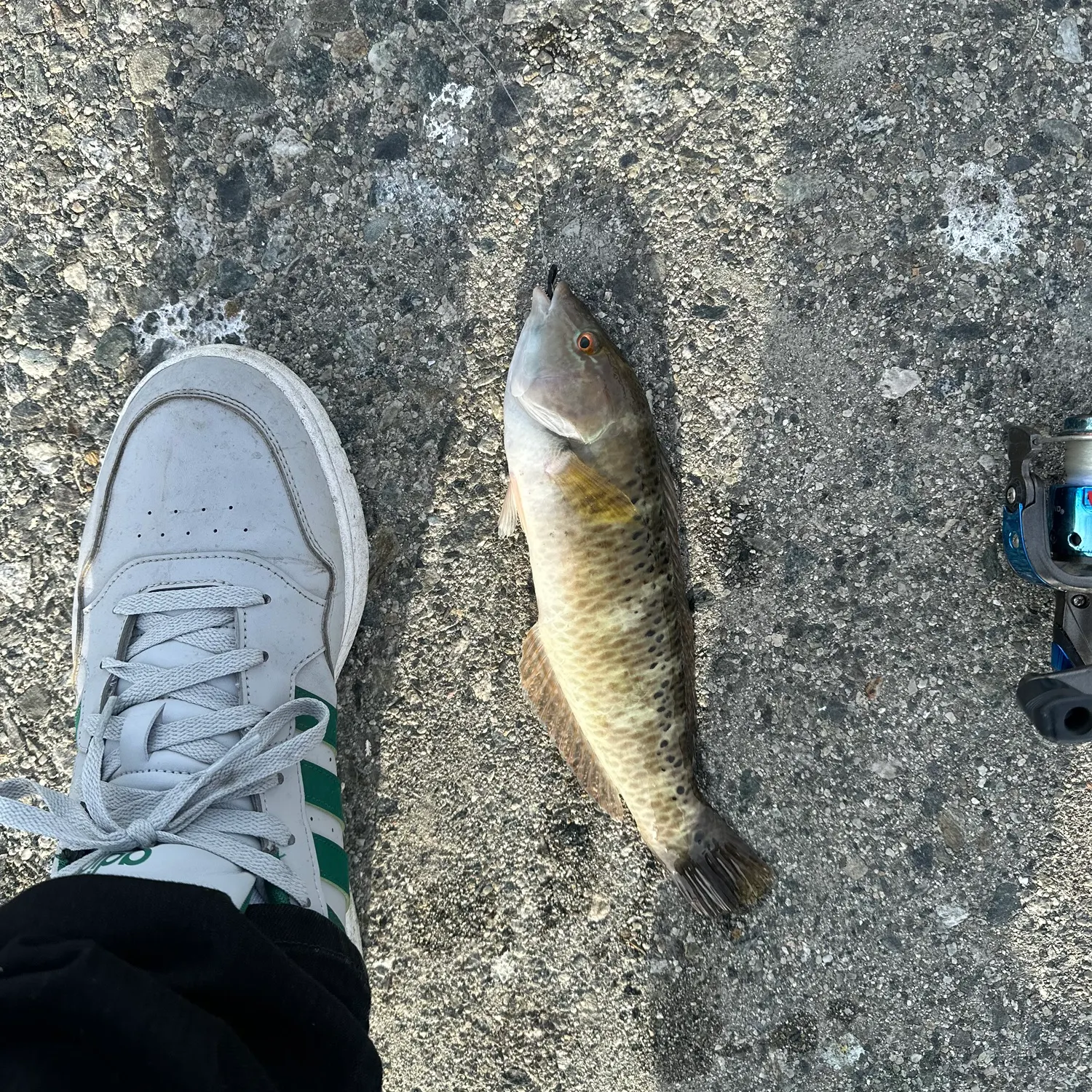 The most recent Rock cook catches on Fishbrain