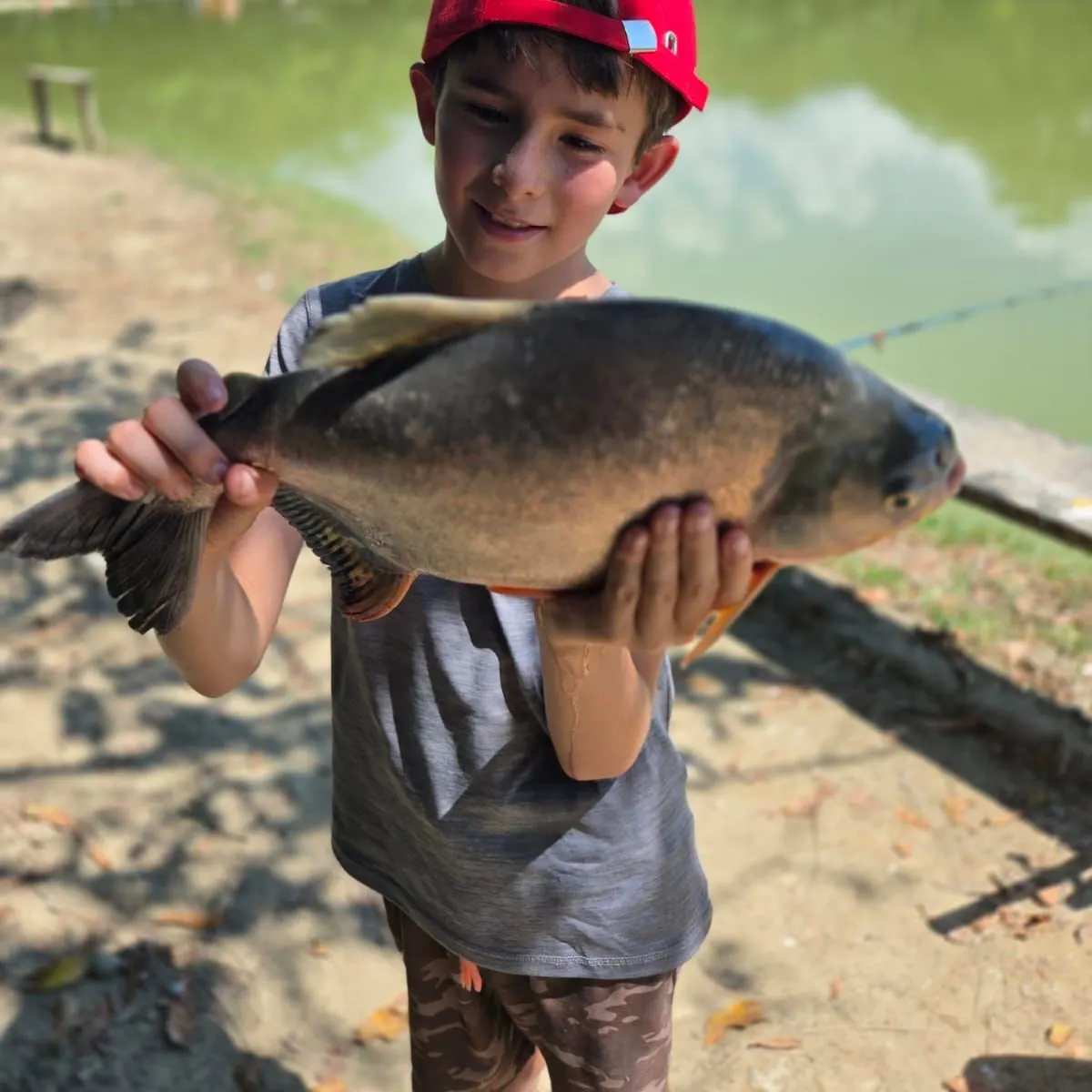 The most recent Black pacu catches on Fishbrain
