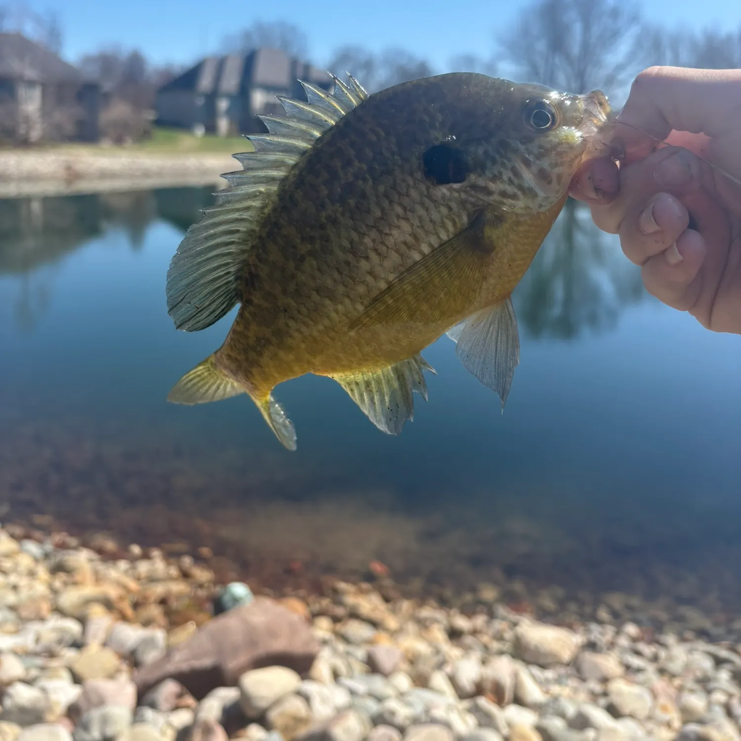 The most recent Redear x bluegill catches on Fishbrain