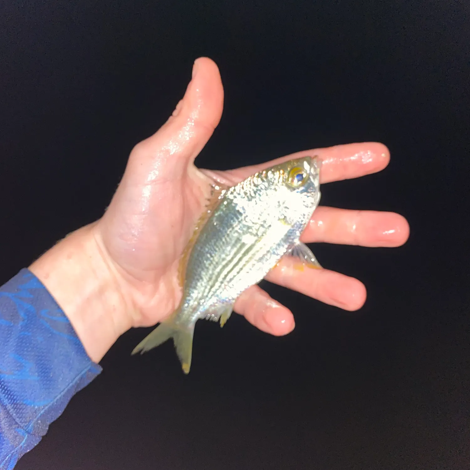 The most recent Common silver belly catches on Fishbrain