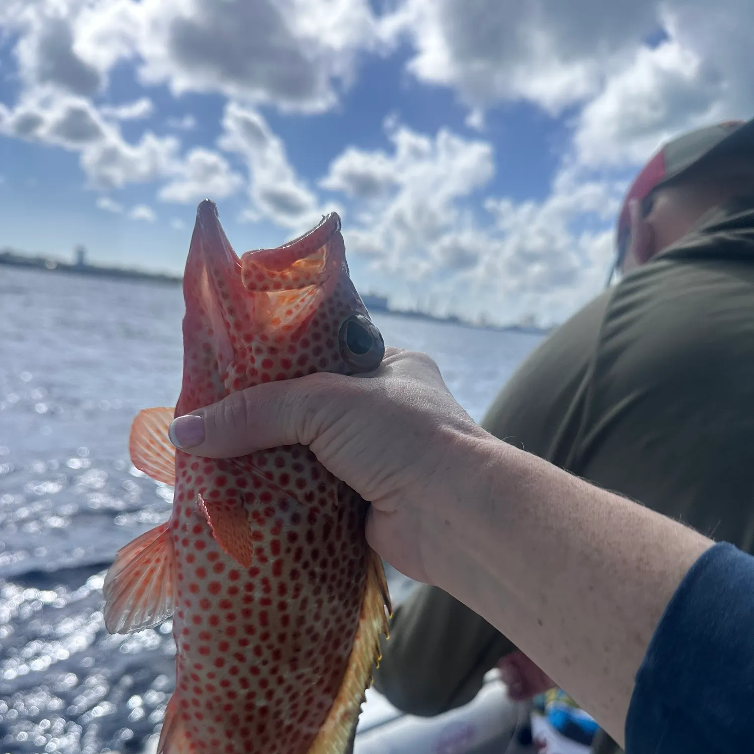 The most recent Speckled hind catches on Fishbrain