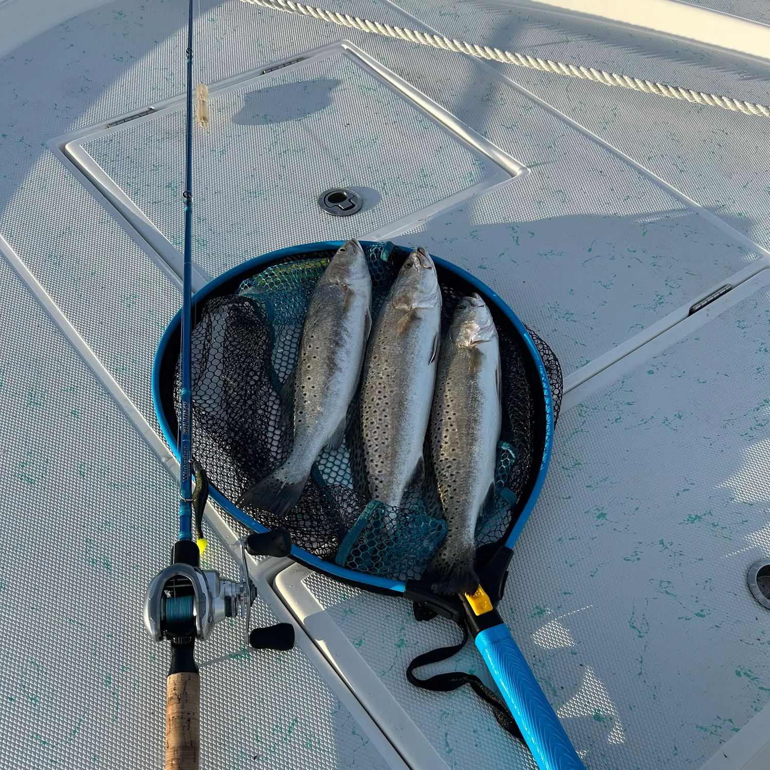 Spotted seatrout caught on Fishbrain