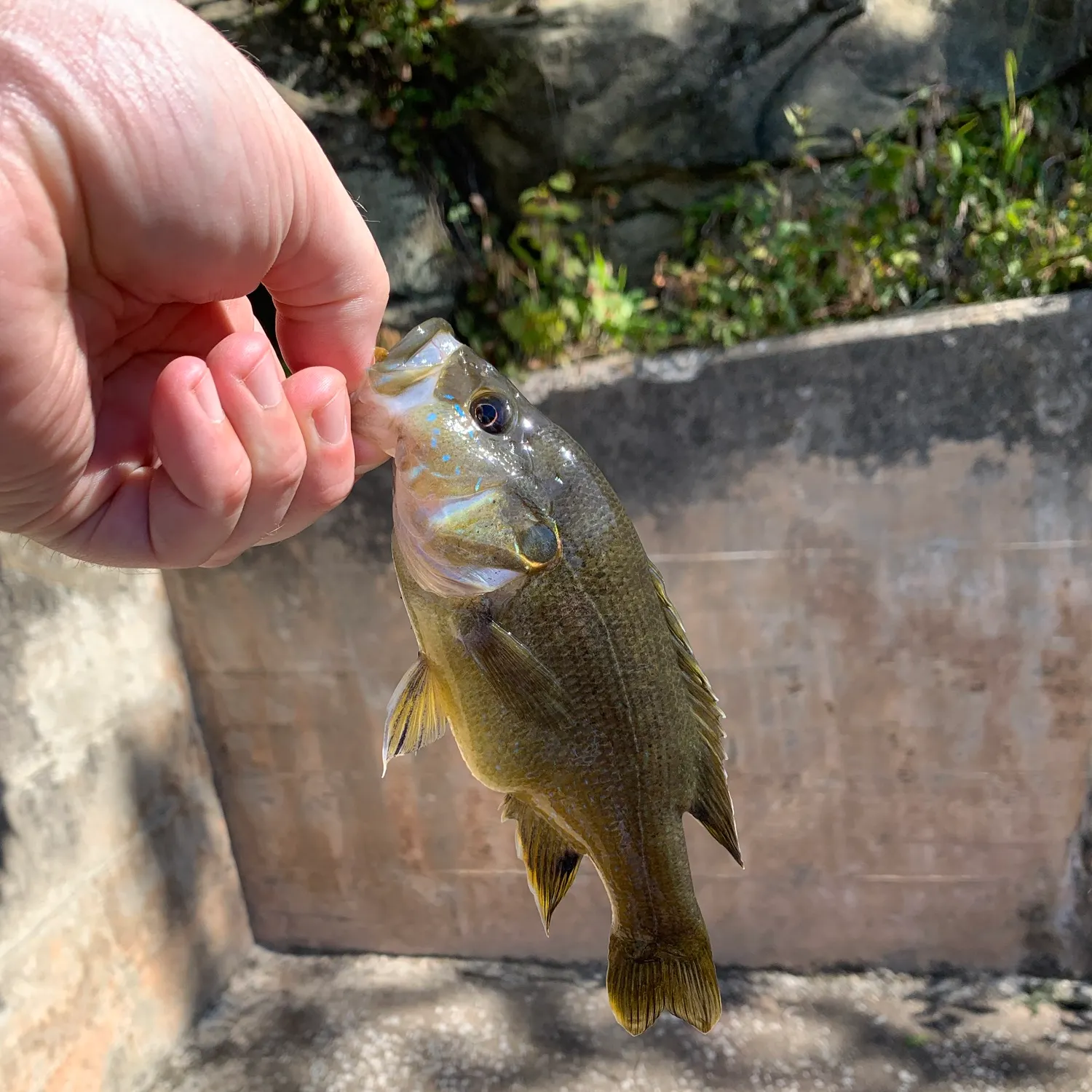 Green sunfish caught on Fishbrain