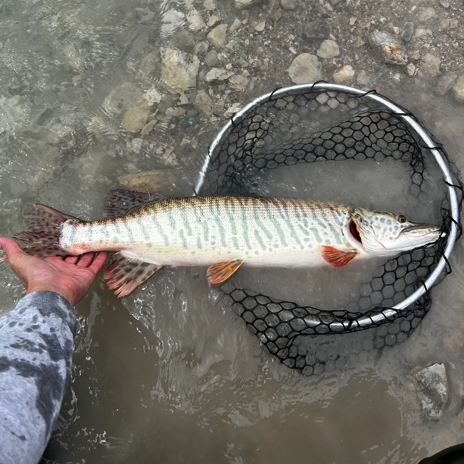 The most recent Tiger muskellunge catches on Fishbrain