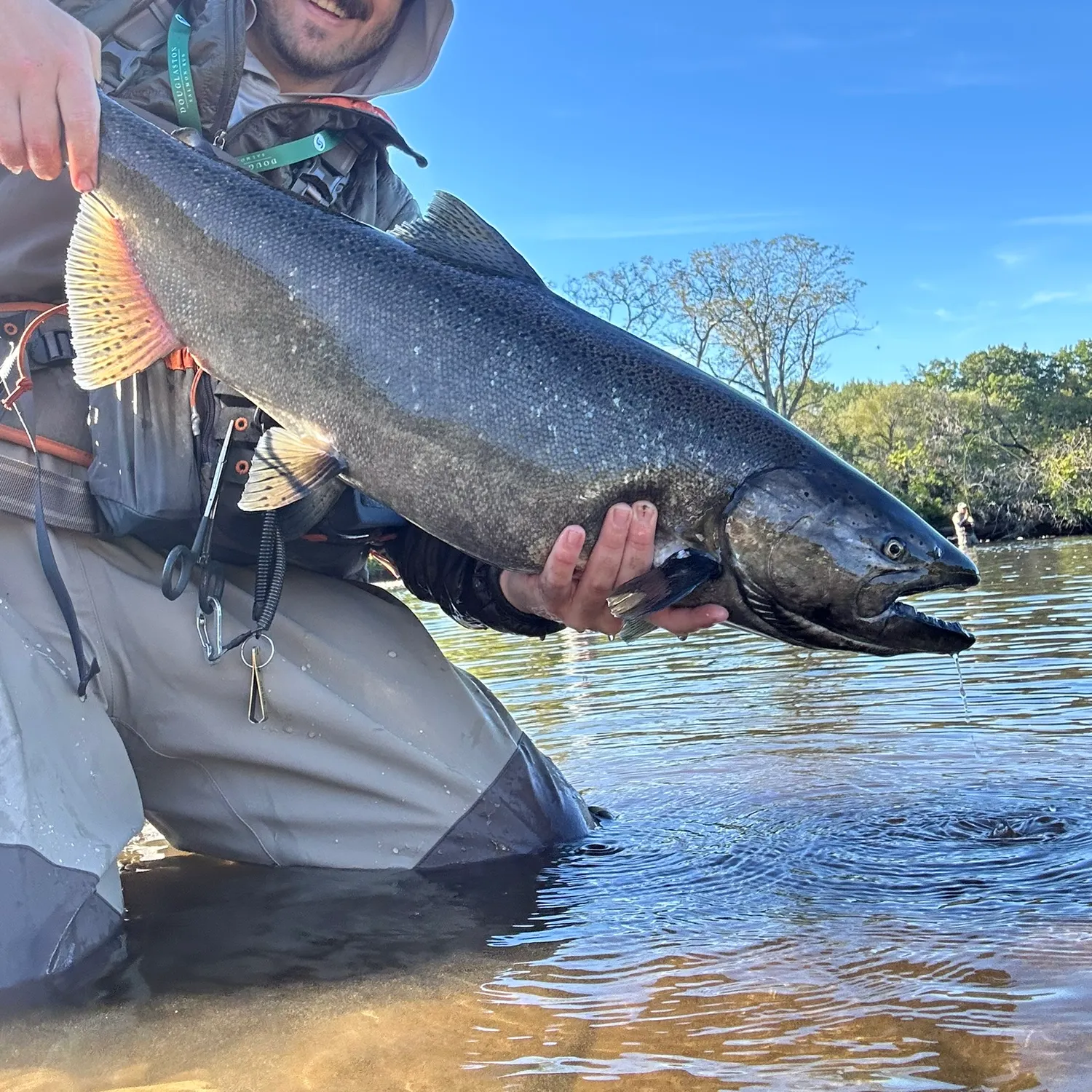 Chinook salmon caught on Fishbrain