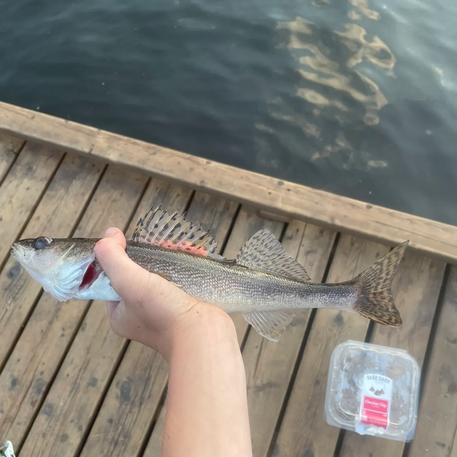 The most recent Sauger catches on Fishbrain