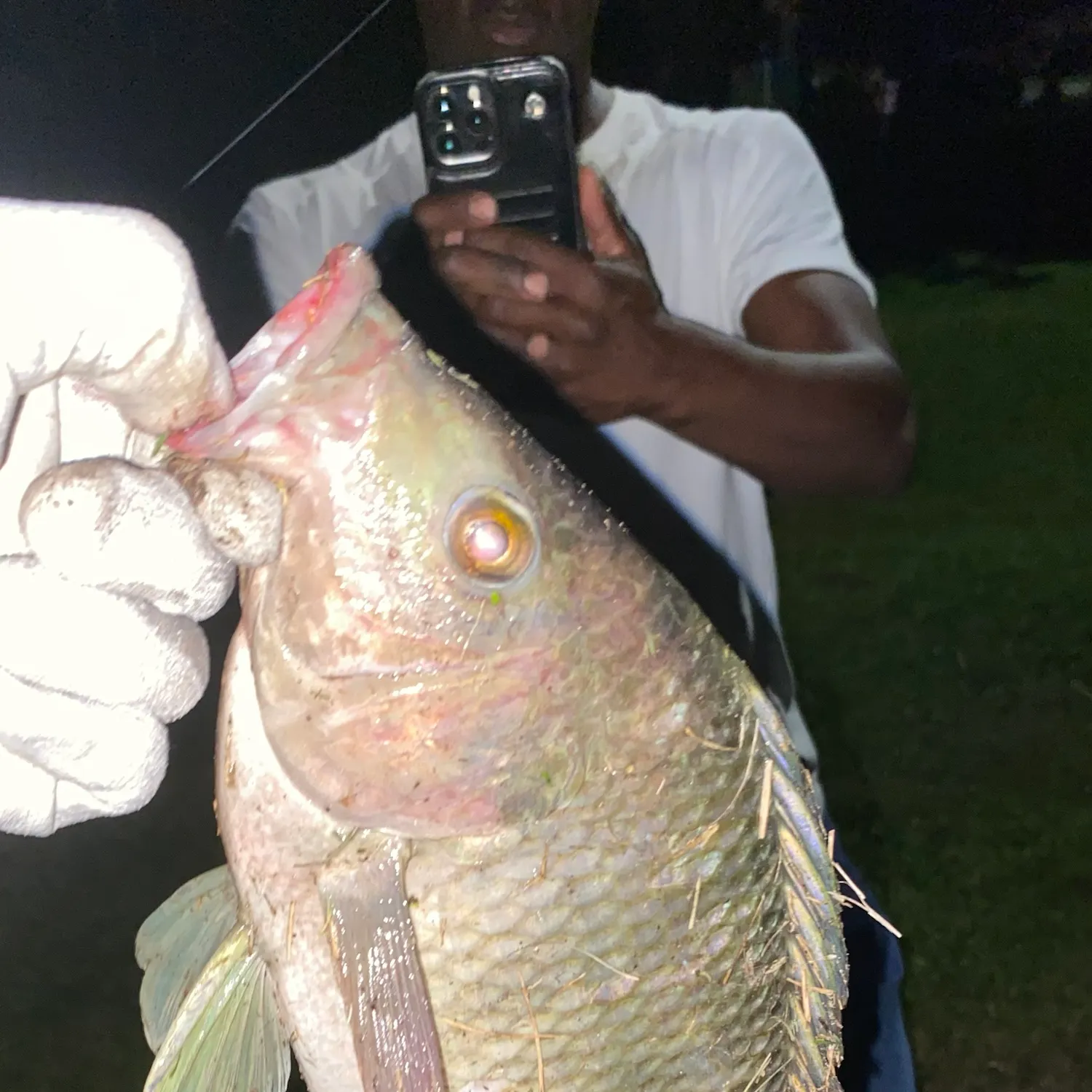 Nile tilapia caught on Fishbrain