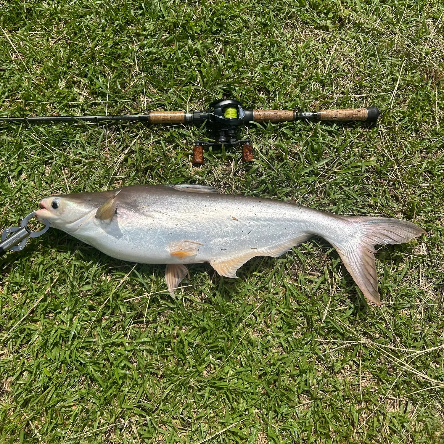 The most recent Giant pangasius catches on Fishbrain