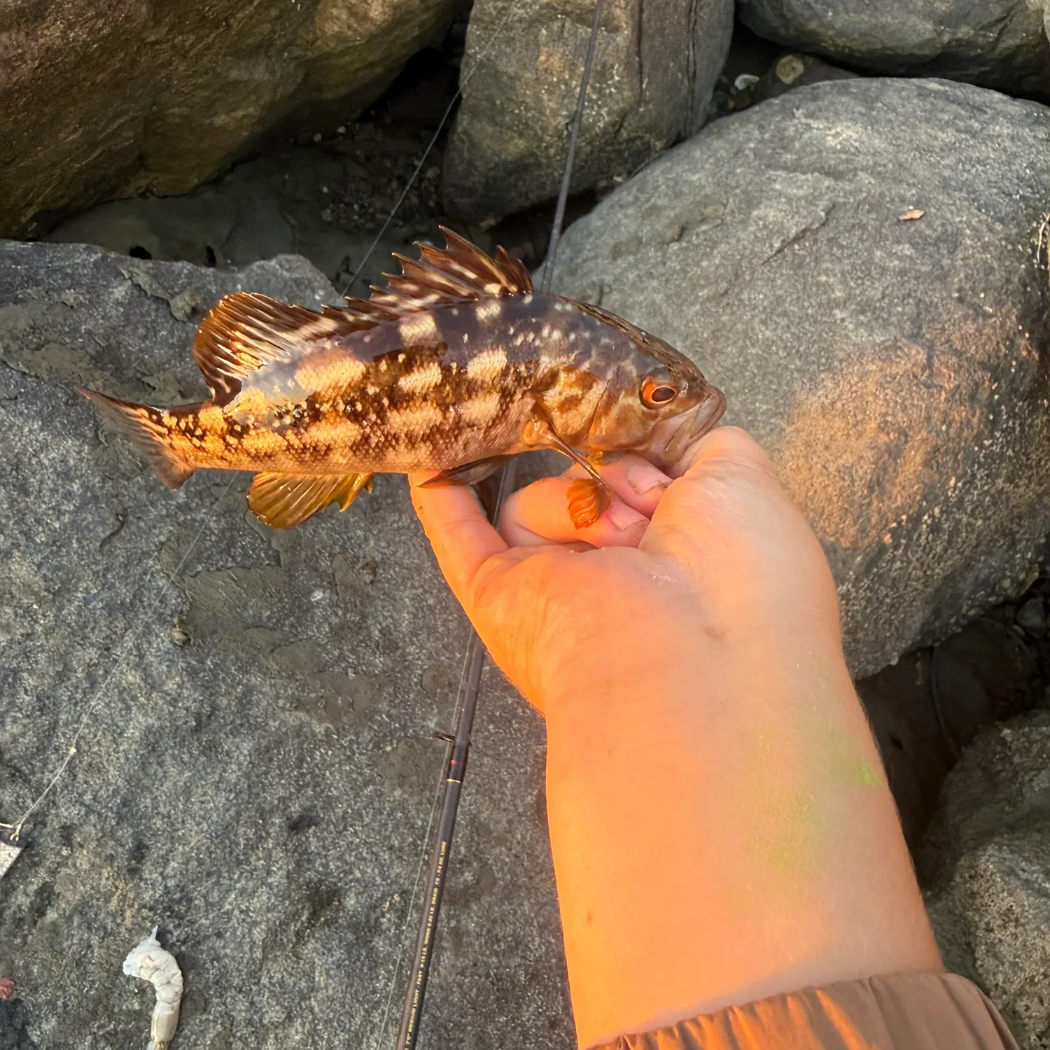 The most recent Kelp bass catches on Fishbrain