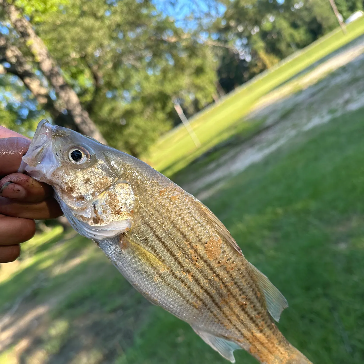 White bass caught on Fishbrain