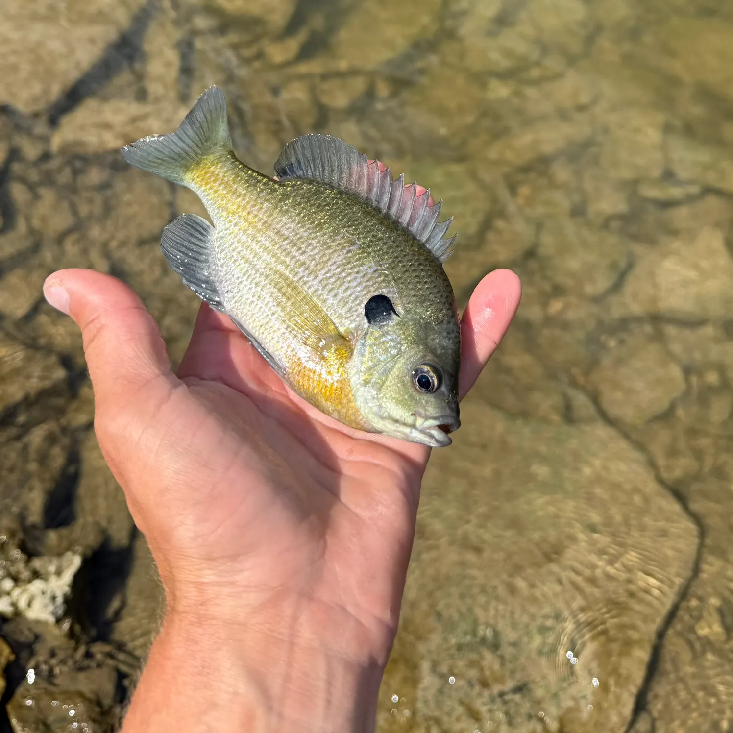 Bluegill caught on Fishbrain