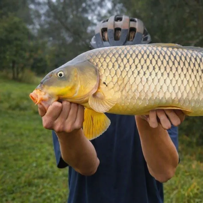 Common carp caught on Fishbrain