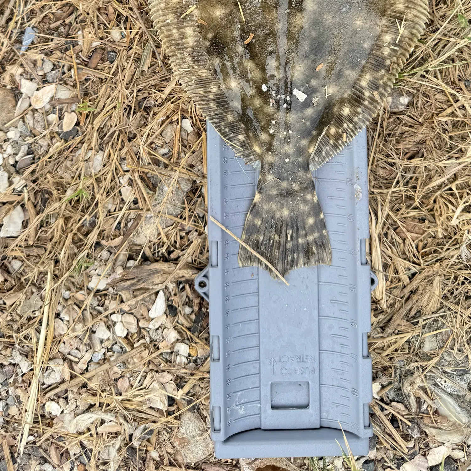 Southern flounder caught on Fishbrain