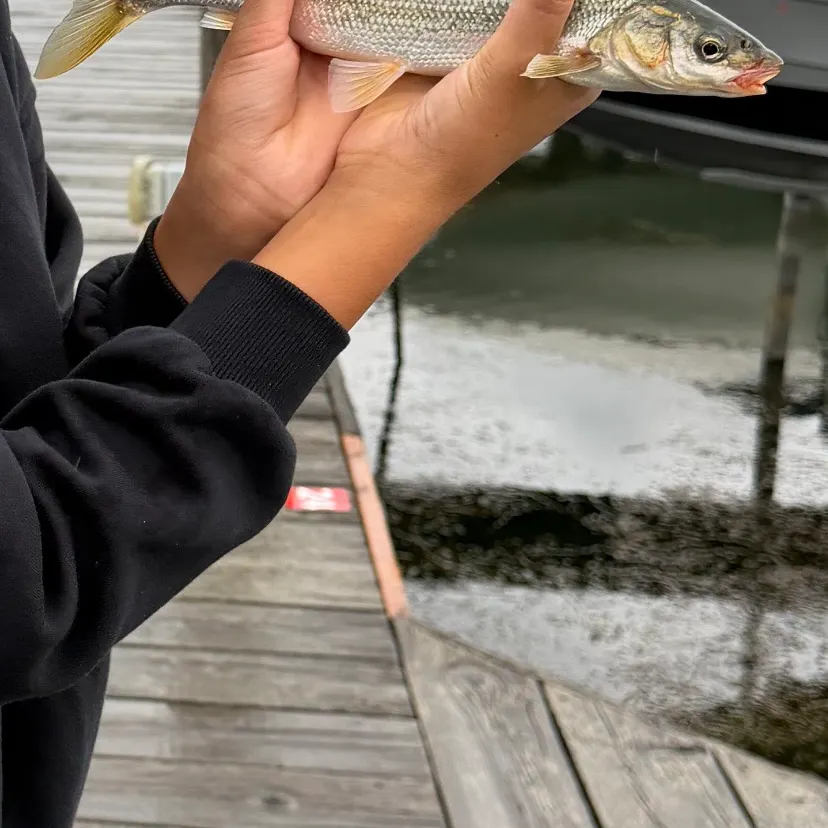 Northern pikeminnow caught on Fishbrain