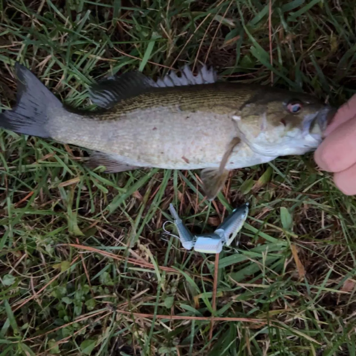 Smallmouth bass caught on Fishbrain