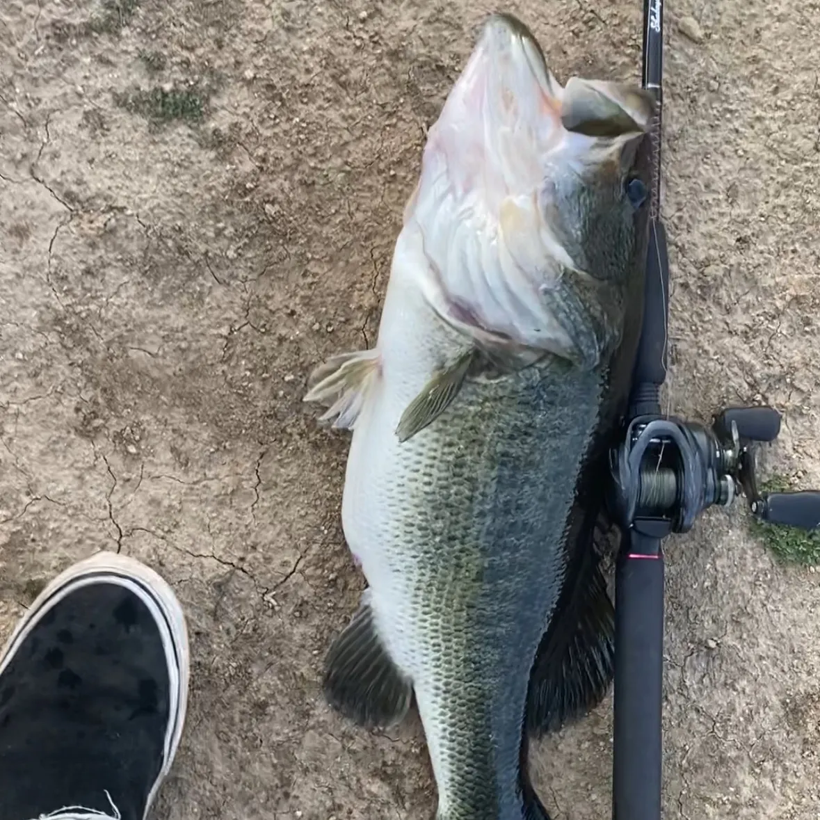 Largemouth bass caught on Fishbrain