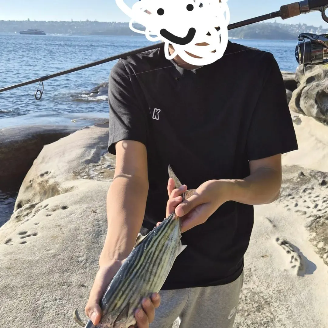 The most recent Striped bonito catches on Fishbrain