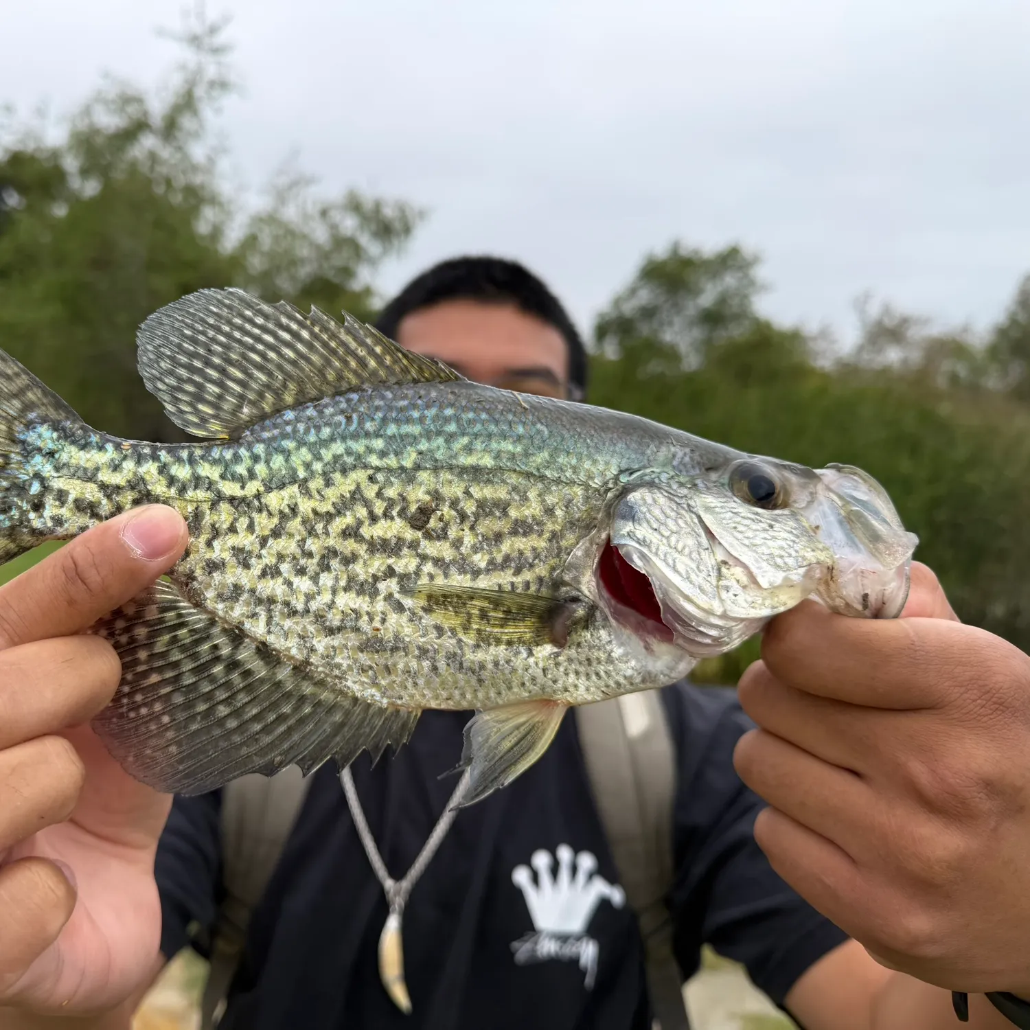Black crappie caught on Fishbrain