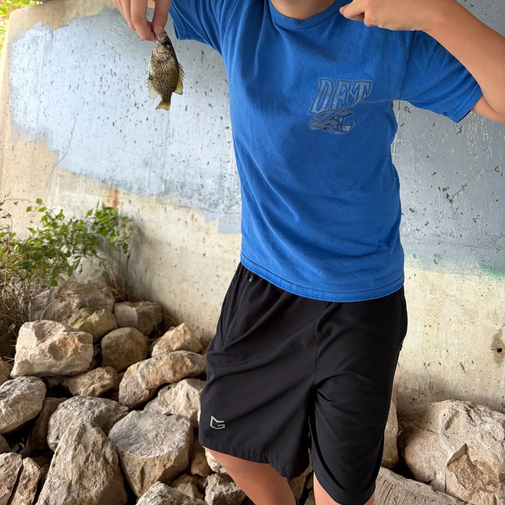 Rock bass caught on Fishbrain