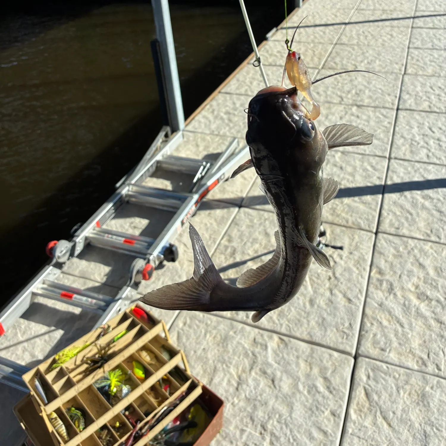 Channel catfish caught on Fishbrain