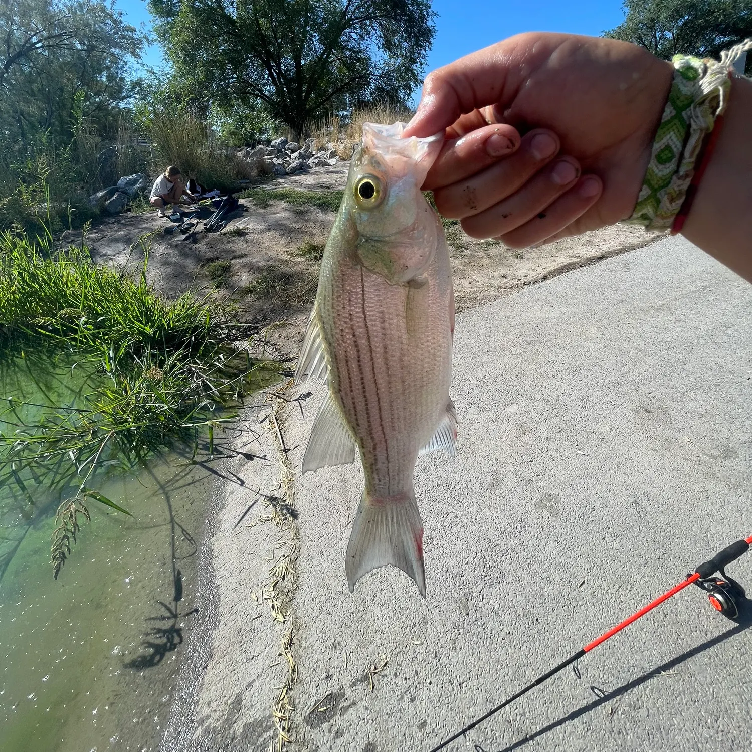 White bass caught on Fishbrain