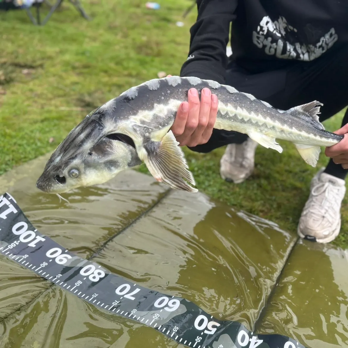 Russian sturgeon caught on Fishbrain