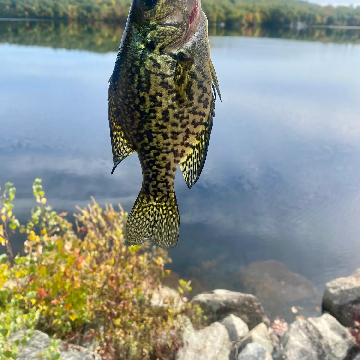 Black crappie caught on Fishbrain