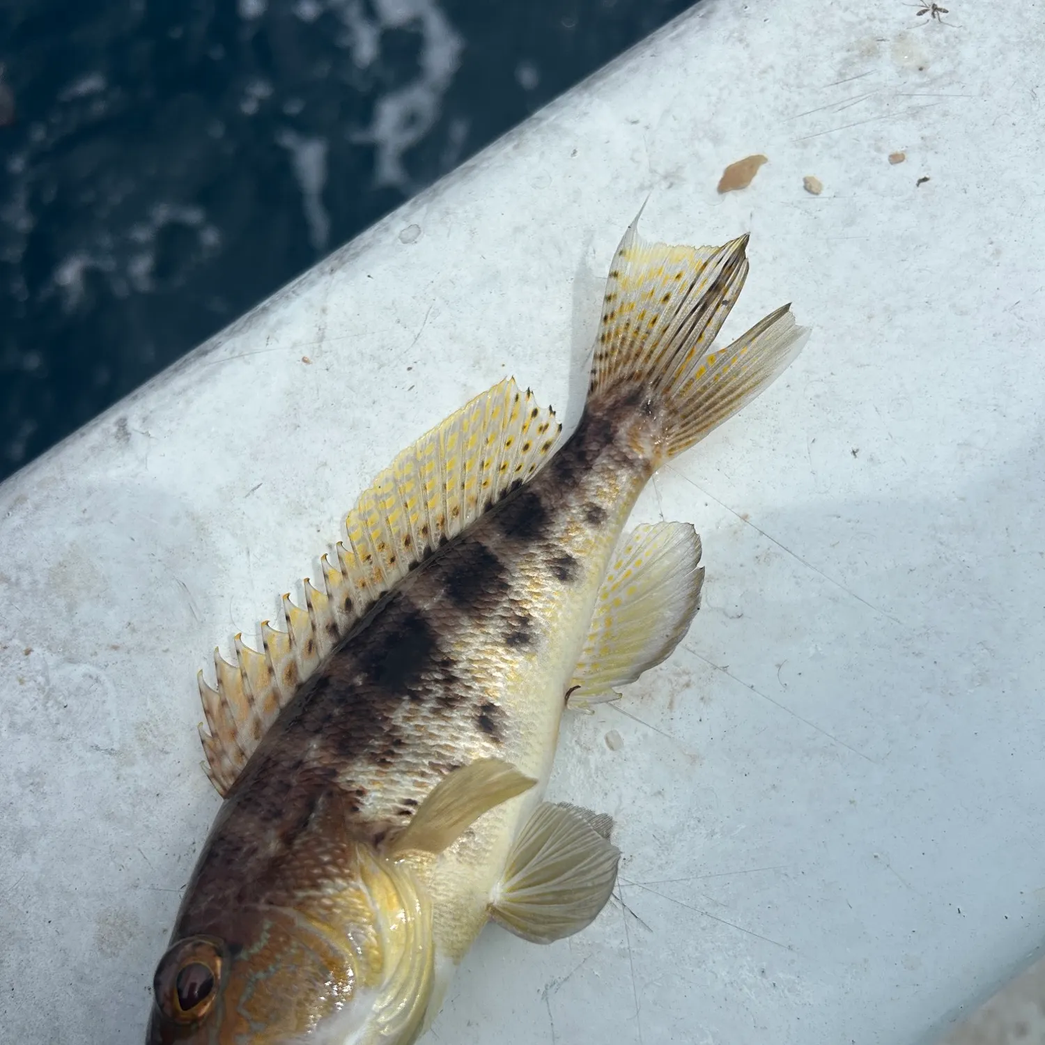 The most recent Bank sea bass catches on Fishbrain