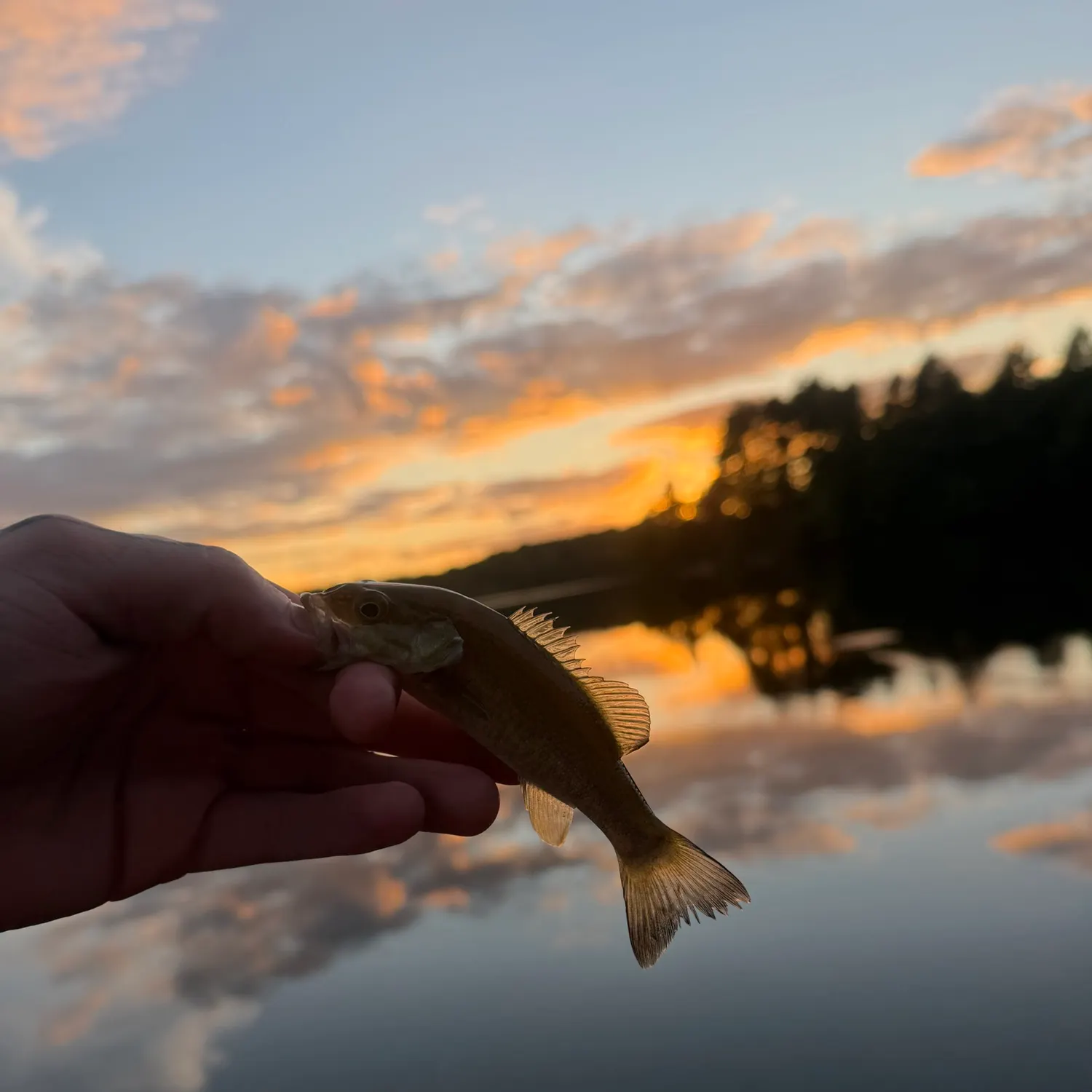 Smallmouth bass caught on Fishbrain