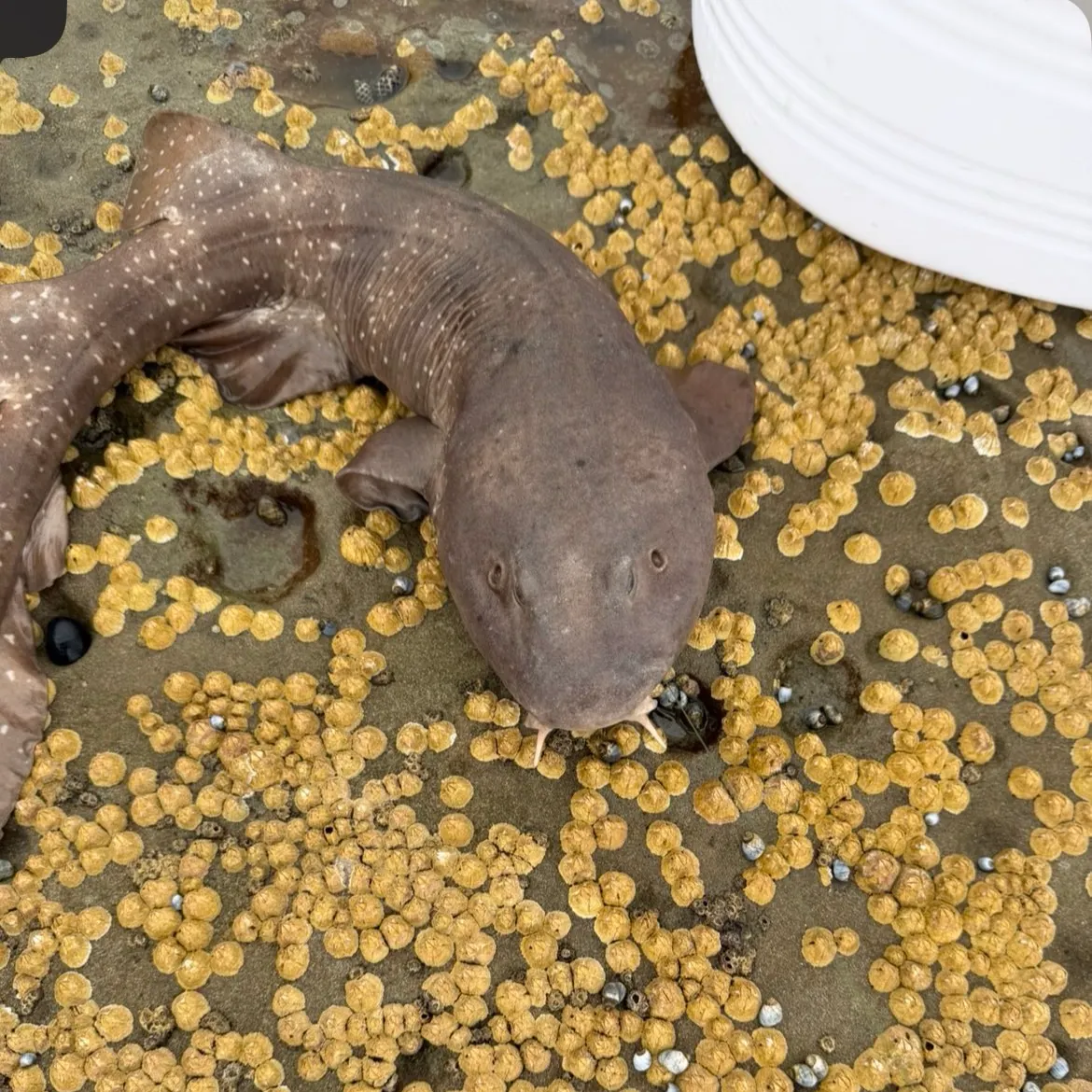 Blind shark caught on Fishbrain