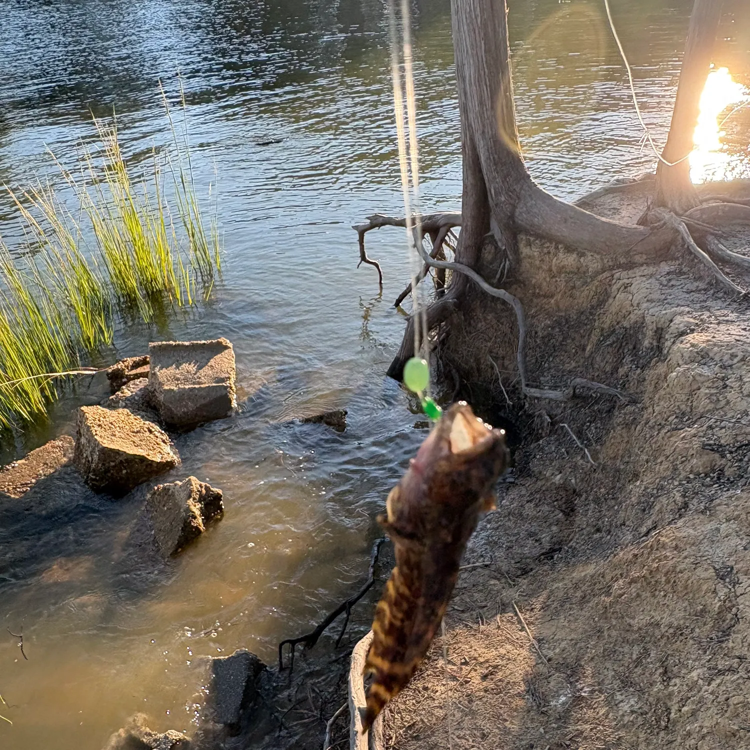 Oyster toadfish caught on Fishbrain