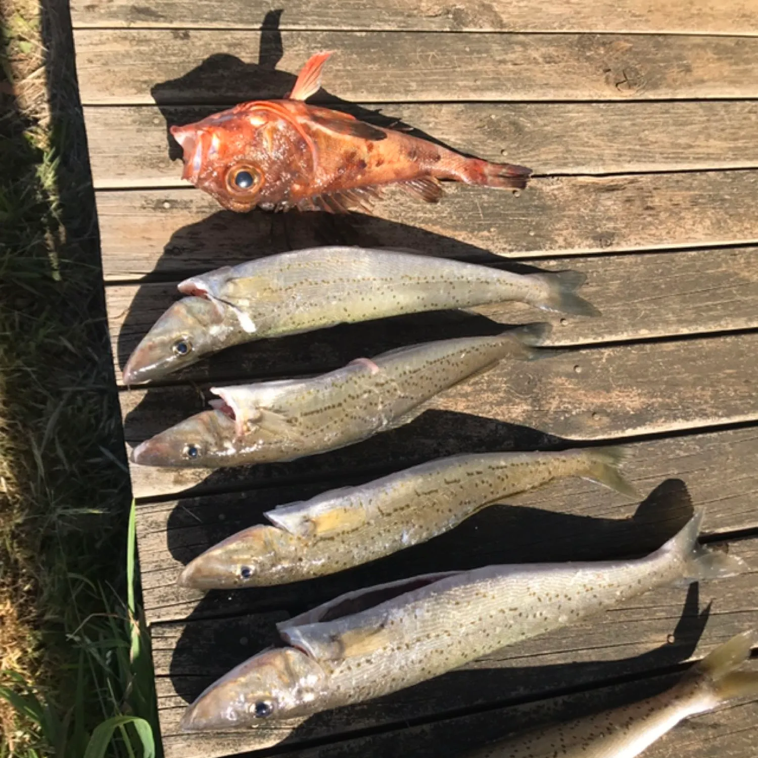 recently logged catches