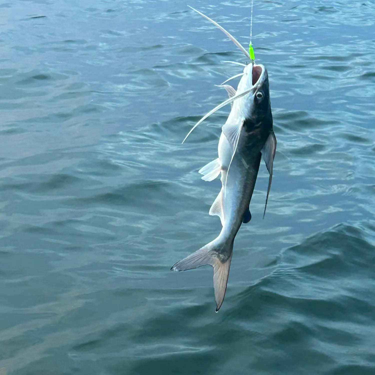 Gafftopsail sea catfish caught on Fishbrain