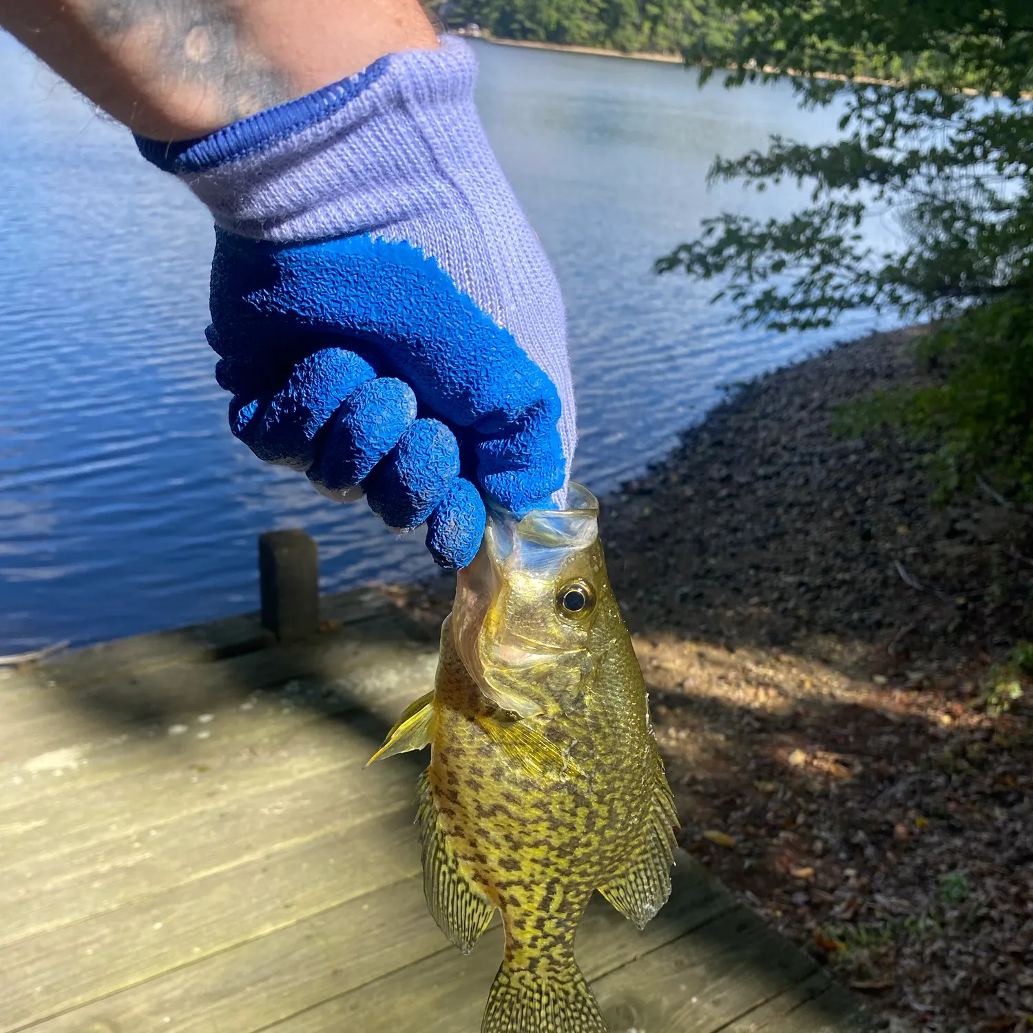 Black crappie caught on Fishbrain