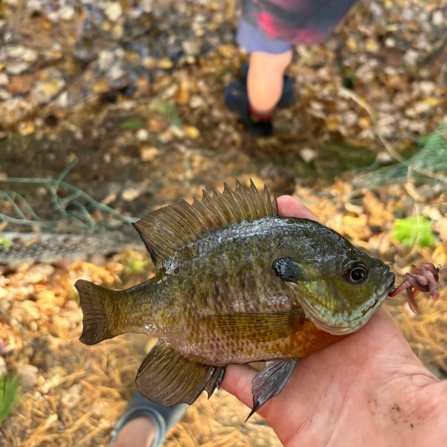 Bluegill caught on Fishbrain