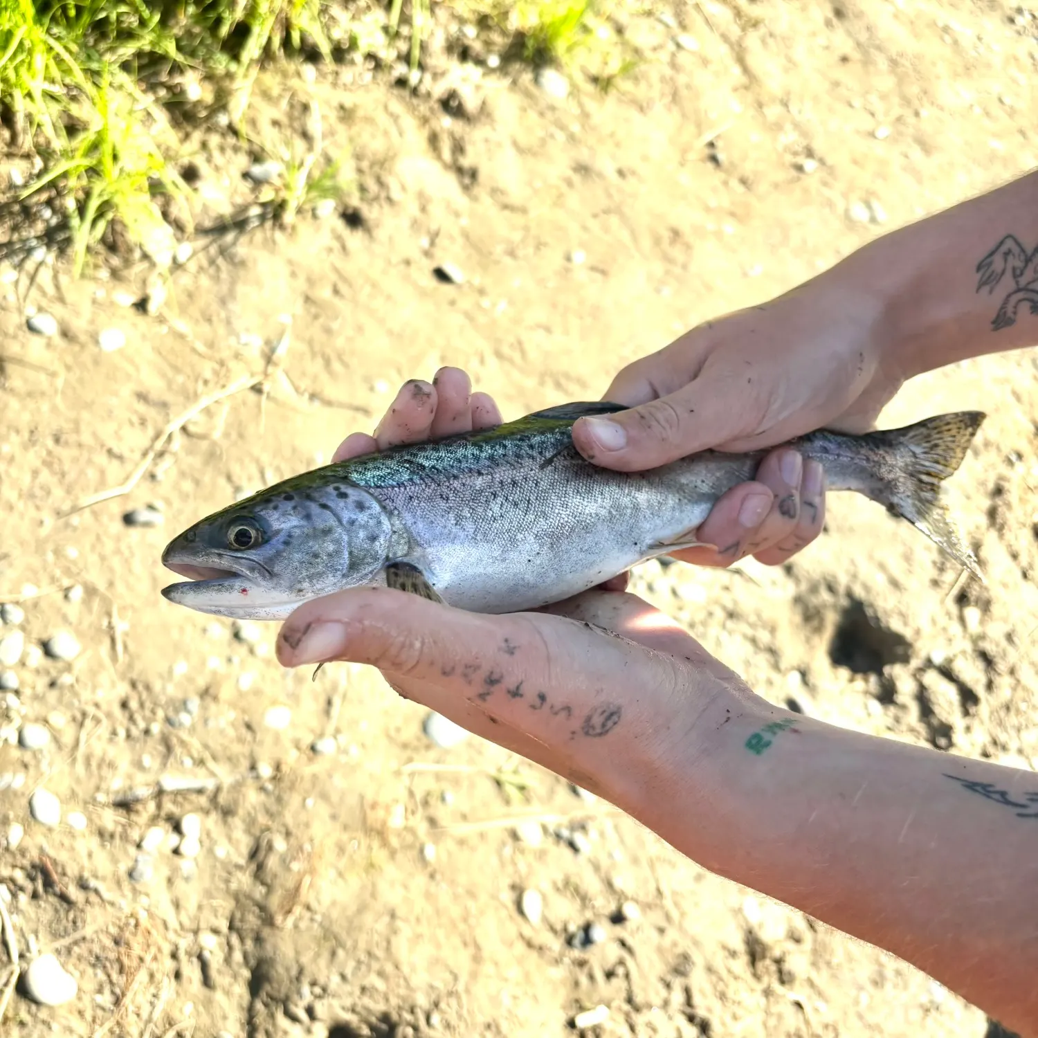 Rainbow trout caught on Fishbrain