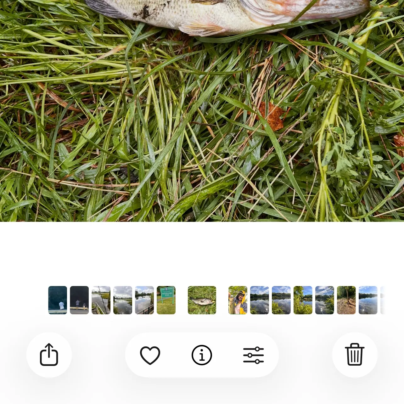 Largemouth bass caught on Fishbrain