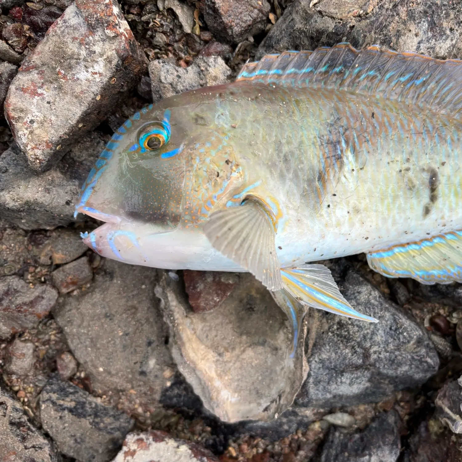 The most recent Ember parrotfish catches on Fishbrain