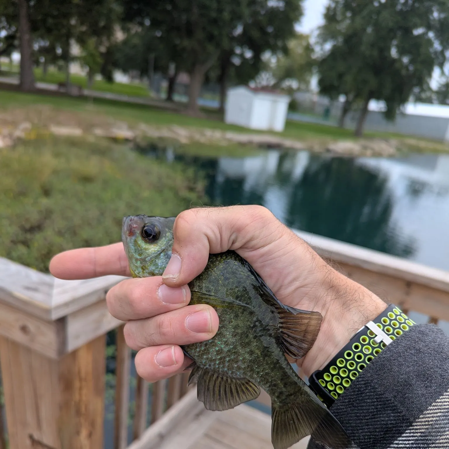 Bluegill caught on Fishbrain