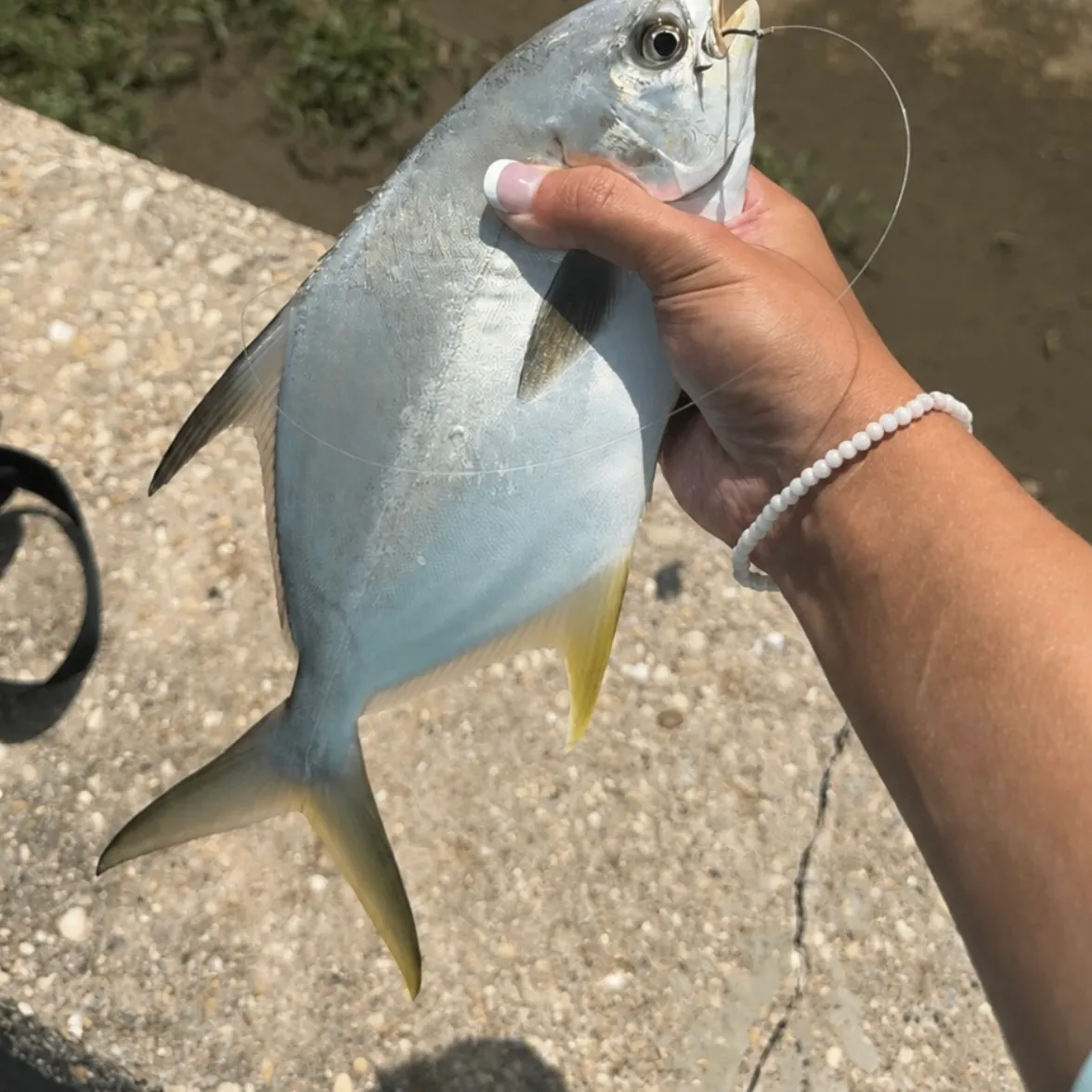 The most recent Florida pompano catches on Fishbrain