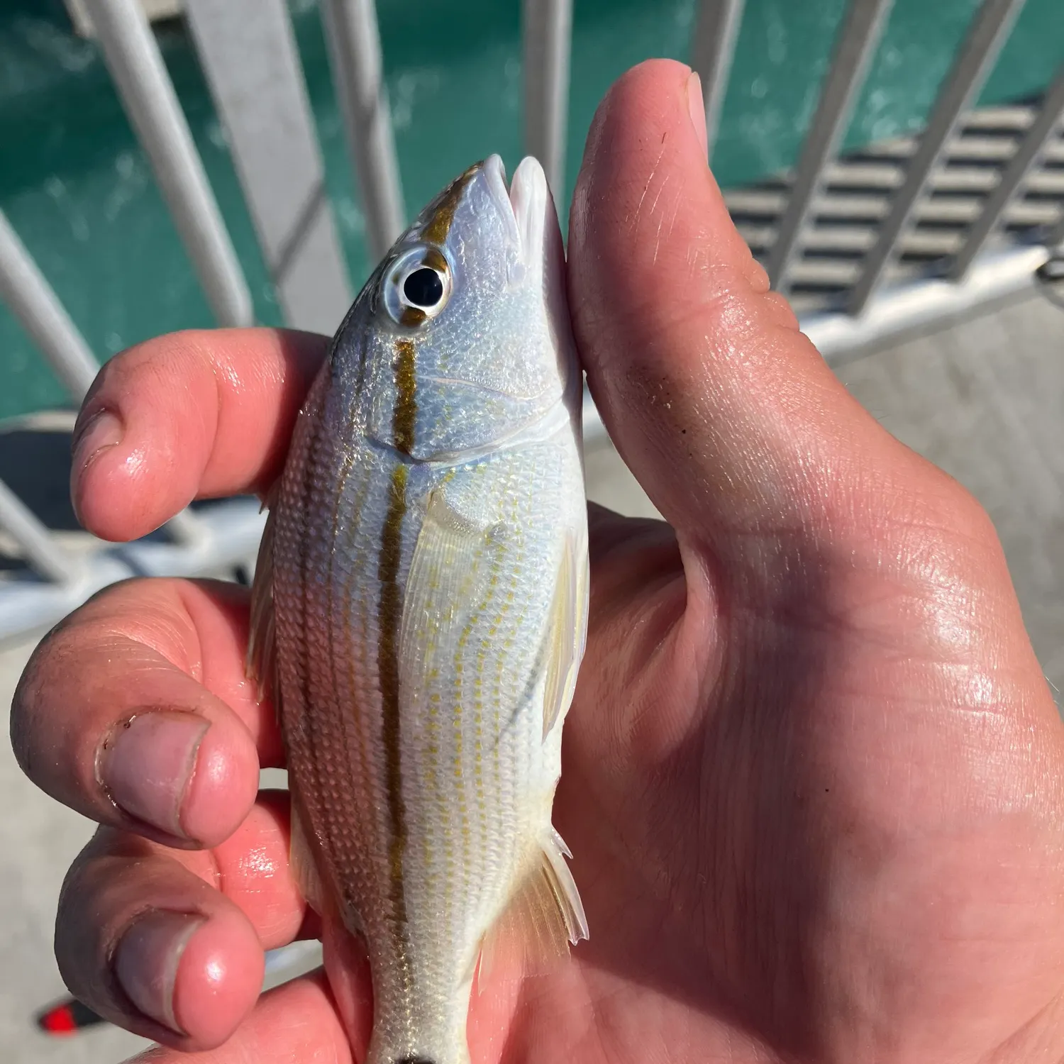 The most recent Tomtate grunt catches on Fishbrain