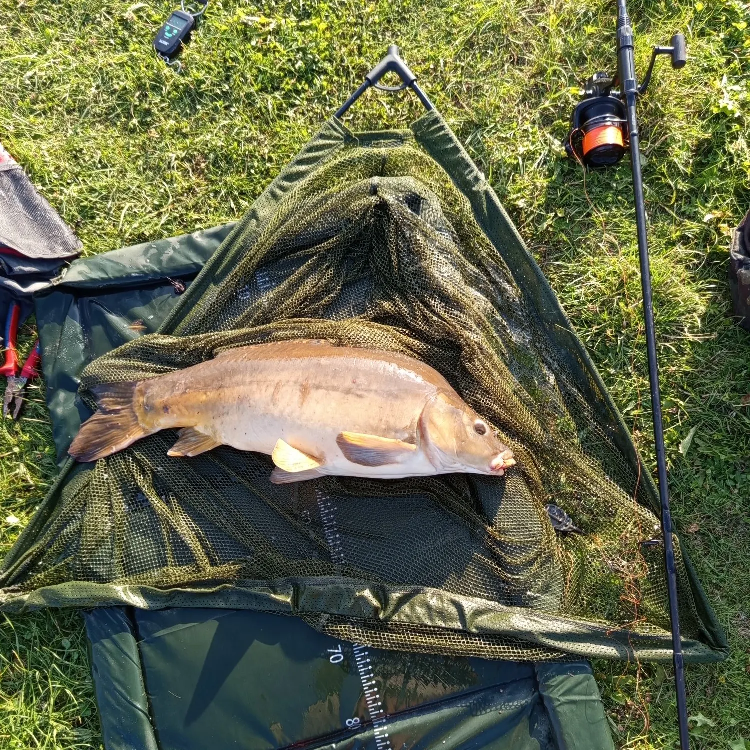 The most recent Leather carp catches on Fishbrain
